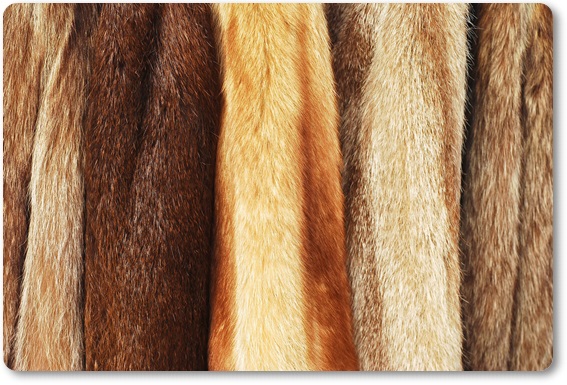 毛皮買取・大阪府で高価買取・高額査定ならココがいい!